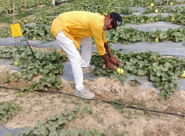 गोरखपुर के जानीपुर निवासी इंद्रप्रकाश प्राकृतिक खेती से कर रहे अच्छी कमाई